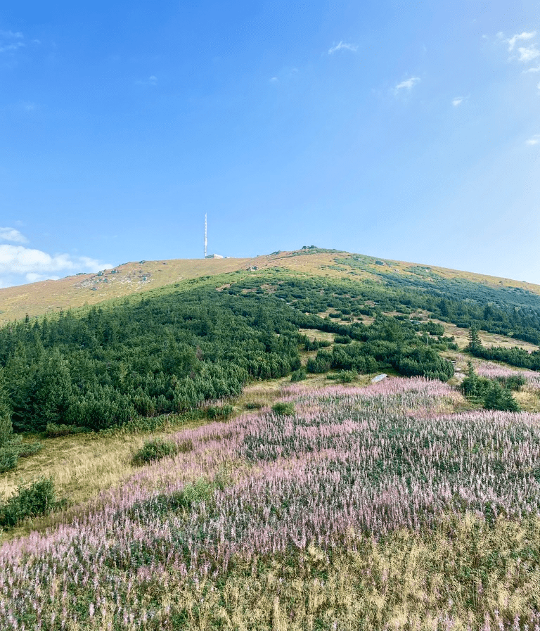 Pohľad na Kráľovú hoľú zo Šumiaca.